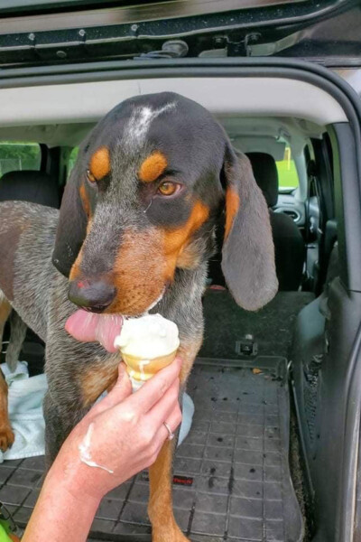 Large dog eating ice cream